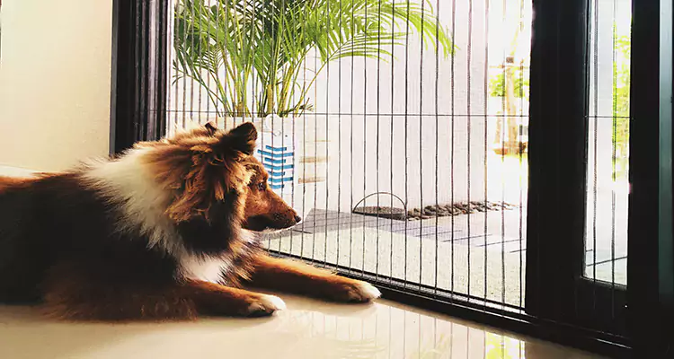 Sliding Screen Pet Door Repair in Millbrae, CA