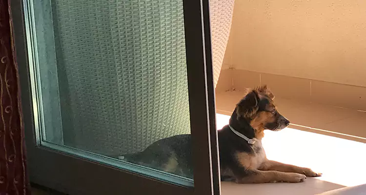 French Door Pet Screen Repair in Millbrae, CA